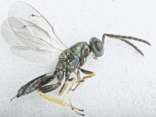 Stenomalina sp.
